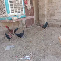 مرغ و خروس|حیوانات مزرعه|زهک, |دیوار