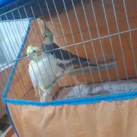 عروس هلندی بالغ جوجه داده