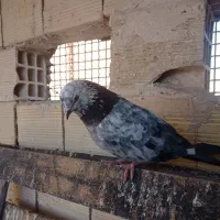 کبوتر گرفته شده200ت