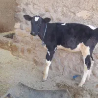 گوساله|حیوانات مزرعه|چگنی, |دیوار