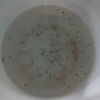 بچه ماهی گوپی