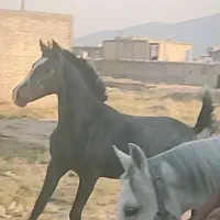 کره نریان از آرشا کیانی|اسب و تجهیزات اسب‌سواری|شیراز, جرسقان|دیوار