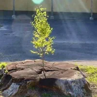 شریک و سرمایه گذار مالک هستم