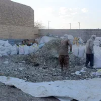 کود کبوتر