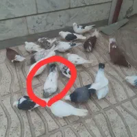 کله دم سبز گمشده