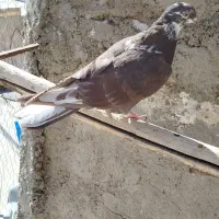 کبوتر|حیوانات|ملایر, |دیوار