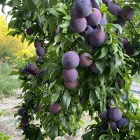 فروش نهال آلو بخارا  پربار و تضمینی|خدمات باغبانی و درختکاری|صومای برادوست, |دیوار