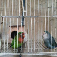 طوطی برزیلی|پرنده|کرمانشاه, |دیوار