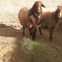 قوچ روزگاری بز میش