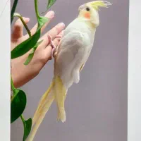 گمشده