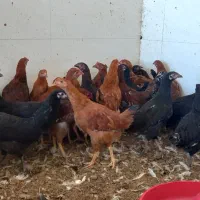 مرغ و خروس نیمچه محلی|حیوانات مزرعه|گالیکش, |دیوار