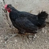 دو عدد مرغ برای سربری