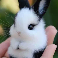 مینی خرگوش همه نژادها در مرکز اصلی.متن اگهی مهم