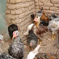 تاقچه سالم و سرحال