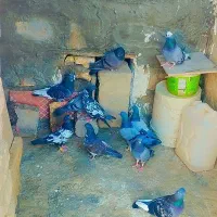 12 تا کبوتر فوق پرشی ضمانتی