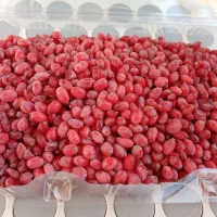 زرشک تازه وبا کیفیت درشت