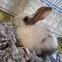 خرگوش بازیگوش