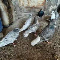 کبوتر چند عدد دم سفید کوهی ارتشی