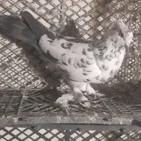 کفتر|پرنده|آبیک, |دیوار