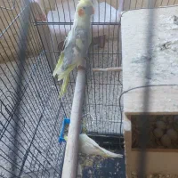 یک جفت عروس هلندی|پرنده|یاسوج, |دیوار