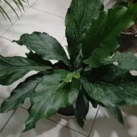 گل وگیاه کبریا.