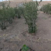 باغ انار بالش آباد|فروش زمین و ملک کلنگی|سبزوار, کراب|دیوار