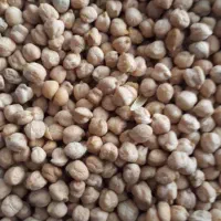 فروش نخود رقم عادل کشت پاییزه