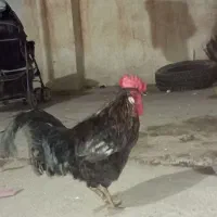 خروس|پرنده|اهواز, کمپلو شمالی|دیوار