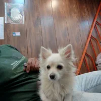 سگ پامر آشپیتز