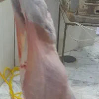سَر گوسفند