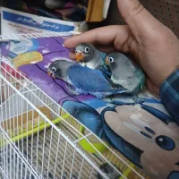 کوتوله دستی سرلاکی و نرمه خور و حرف زدن بلد هست