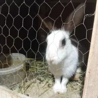 فروش خرگوش|موش و خرگوش|سلفچگان, |دیوار