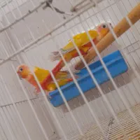 جفت ردچیک   پایدگرینچیک|پرنده|مشهد, کوه سنگی|دیوار
