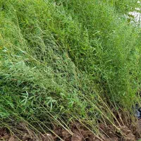 خیزران ریشه لخت از پایین پربرگ و سبز