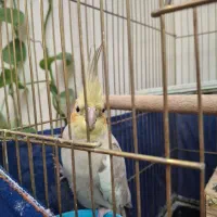 جفت عروس مولد|پرنده|ری, شهادت|دیوار