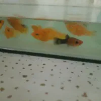 ماهی همراه آکواریم|ماهی|مسجد سلیمان, |دیوار