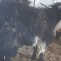 بزنر