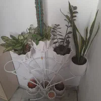 گل وگلدان وپایه گل|گل و گیاه طبیعی|مشهد, نوید|دیوار