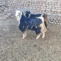 دوراس بزغاله نر|حیوانات مزرعه|تهران, افسریه شمالی|دیوار