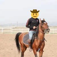 اسب عرب|اسب و تجهیزات اسبسواری|اردبیل, |دیوار