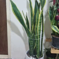 سانسوریا دور طلایی