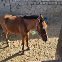 کره اسب|اسب و تجهیزات اسبسواری|دورود, |دیوار