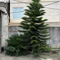 گل مطبق و سیکاس|گل و گیاه طبیعی|تالش, هشتپر|دیوار