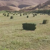 یونجه درجه ۱