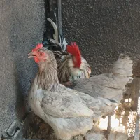 مرغ خروس گلین اصل