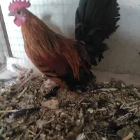 مرغ و خروس مینیاتوری|حیوانات مزرعه|مراغه, |دیوار