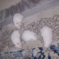 همستر و بچه همستر