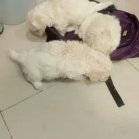 تریر بازیگوش|سگ|تبریز, |دیوار