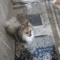 سگ پامر