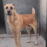 سگ نهگبان|سگ|بومهن, |دیوار